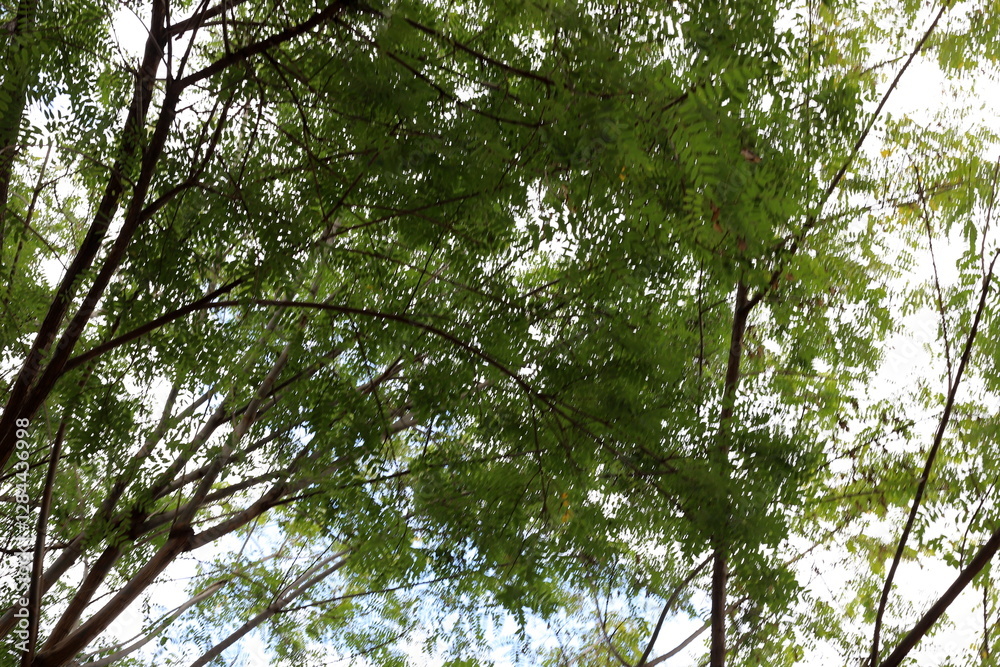 Fototapeta premium Natural nature background. Nature in Israel close-up.