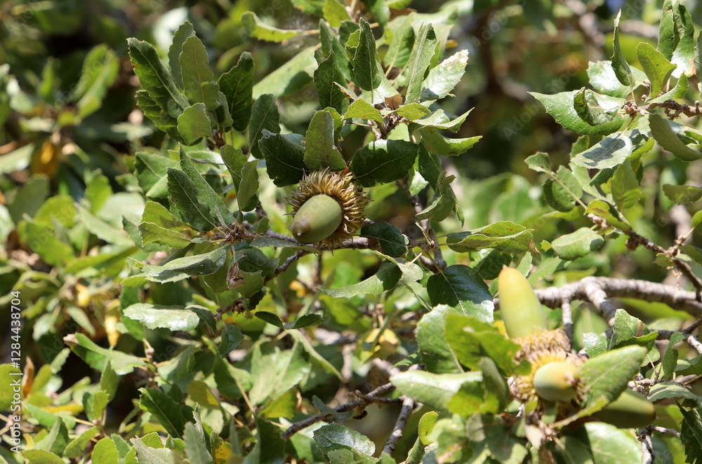 Natural nature background. Nature in Israel close-up. Natural nature background. Nature in Israel close-up.