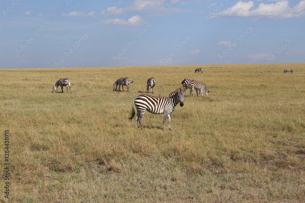 Naklejka premium Beautiful Photo of a Zebra looking at the camera with more zebras in the back, light gras and light sky in the national park of massai maara africa