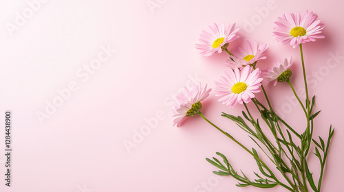 Delicate pink chamomile flowers on pastel background for celebrations