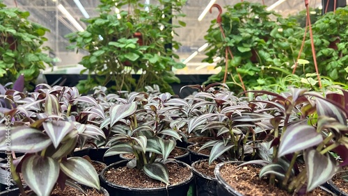 Tradescantia houseplant in the interior, botany flora