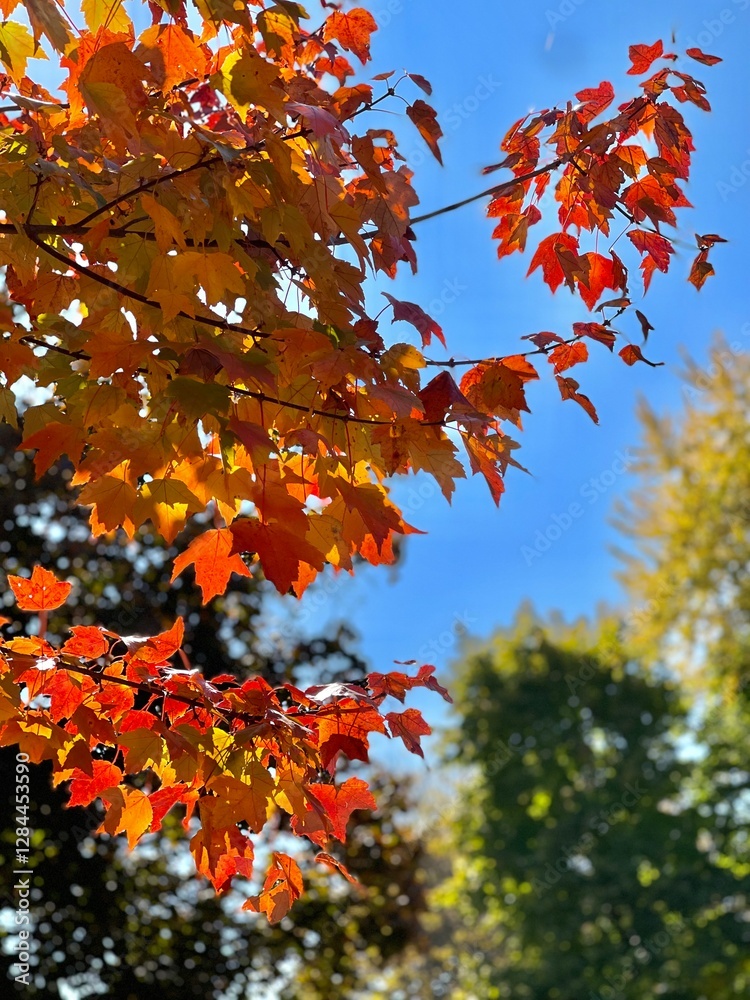 A beautiful display of vibrant autumn leaves in various shades of red and orange against a clear blue sky, capturing the essence of fall. An example of fall foliage in New England on a sunny day. A beautiful display of vibrant autumn leaves in various shades of red and orange against a clear blue sky, capturing the essence of fall. An example of fall foliage in New England on a sunny day.