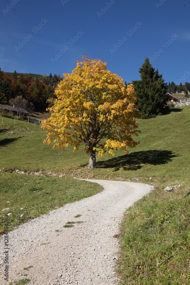 Naklejka premium Herbstbaum auf der Alm