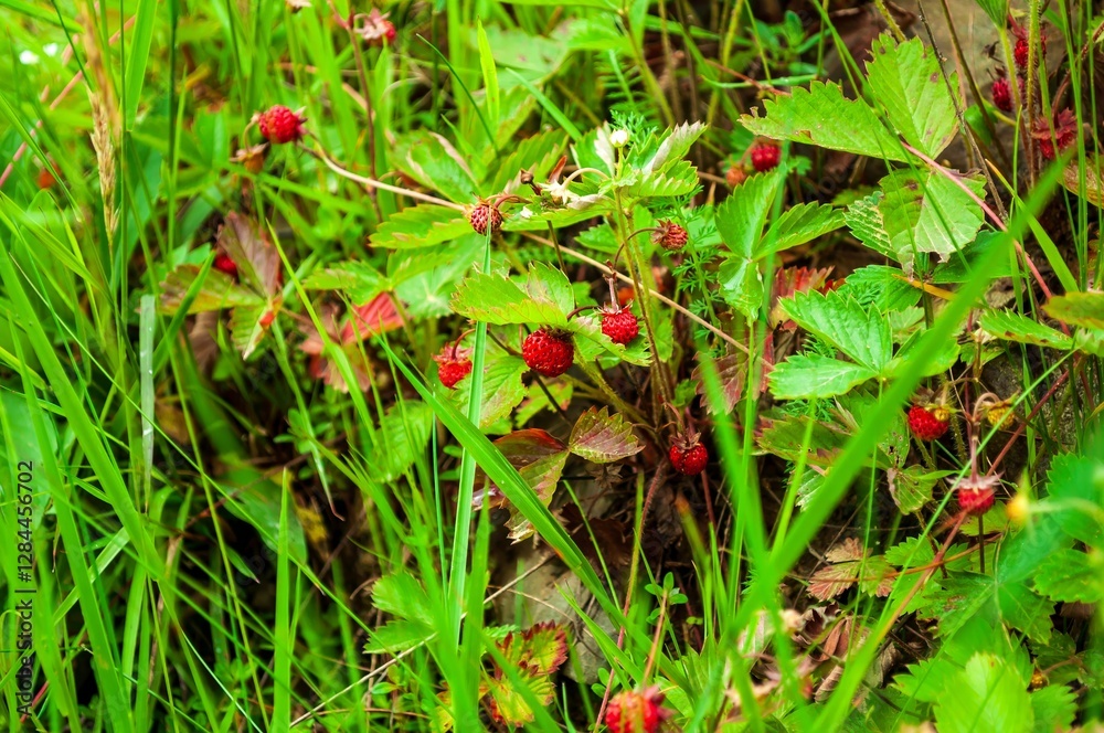 A cluster of wild strawberries nestles among bright green grass, offering a glimpse of nature's small delights. A cluster of wild strawberries nestles among bright green grass, offering a glimpse of nature's small delights.