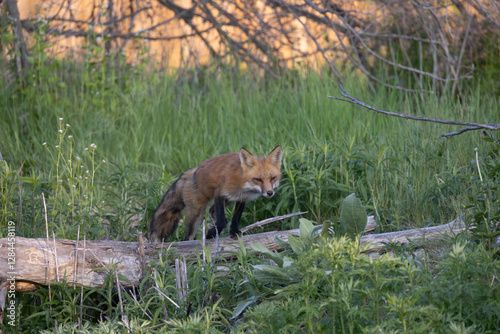 Red fox Vulpes vulpes working it way back home after its hunt photo