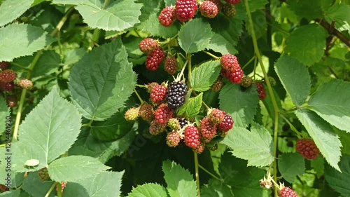 Blackberry raspberry growing on bush in garden. Ripe blackberries on branch. Berries Hybrid of blackberries and raspberries. Black raspberries and blackberries are rich in vitamins and antioxidants