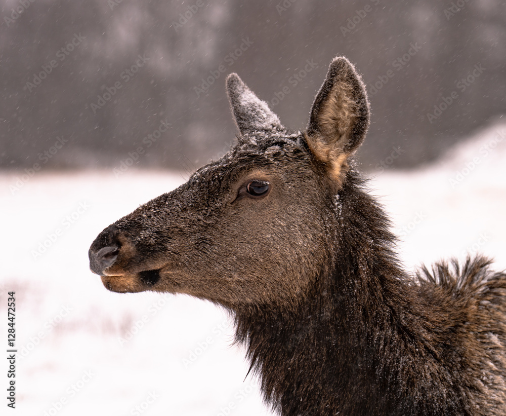 Fototapeta premium deer in the snow