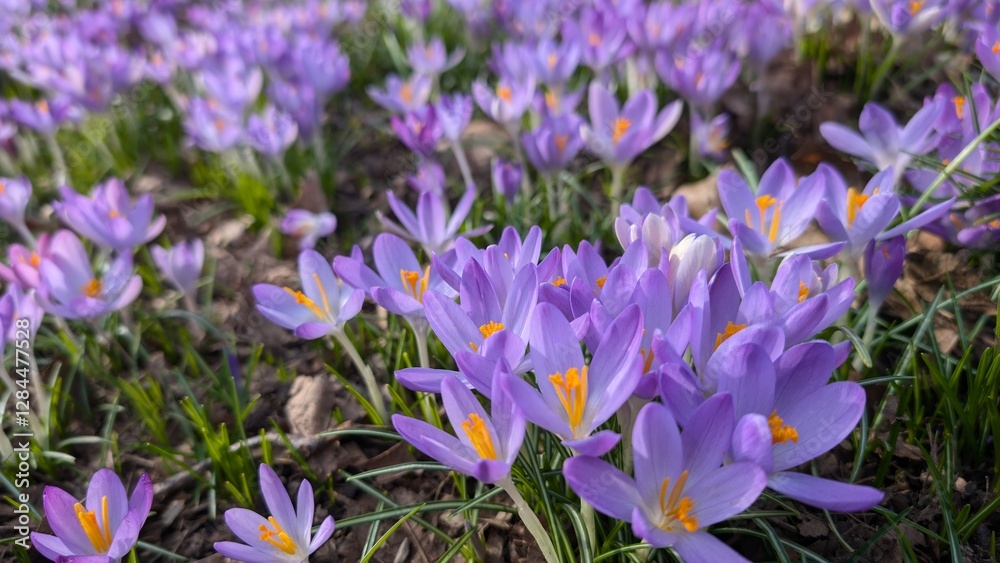 Blooming crocuses in a flower meadow, A Meadow of Blooming Crocuses in Early Spring Blooming crocuses in a flower meadow, A Meadow of Blooming Crocuses in Early Spring