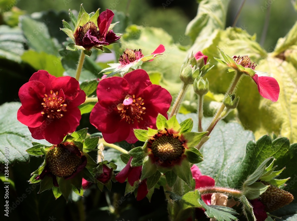 red flowers of strawberry plant in a garden