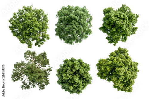 Collection of 3D Top view Green Trees isolated on transparent or white background, png