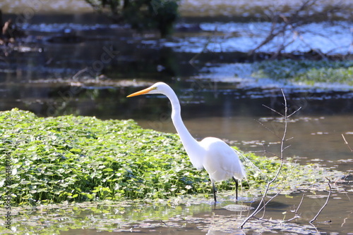 Papier peint Garza blanca en el lodo