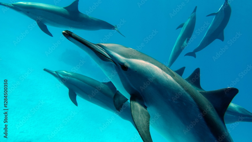 Obraz premium Dolphins. Spinner dolphin. Stenella longirostris is a small dolphin that lives in tropical coastal waters around the world. 