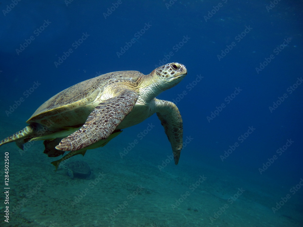 Fototapeta premium Big Green turtle , Green turtles are the largest of all sea turtles. A typical adult is 3 to 4 feet long and weighs between 300 and 350 pounds.