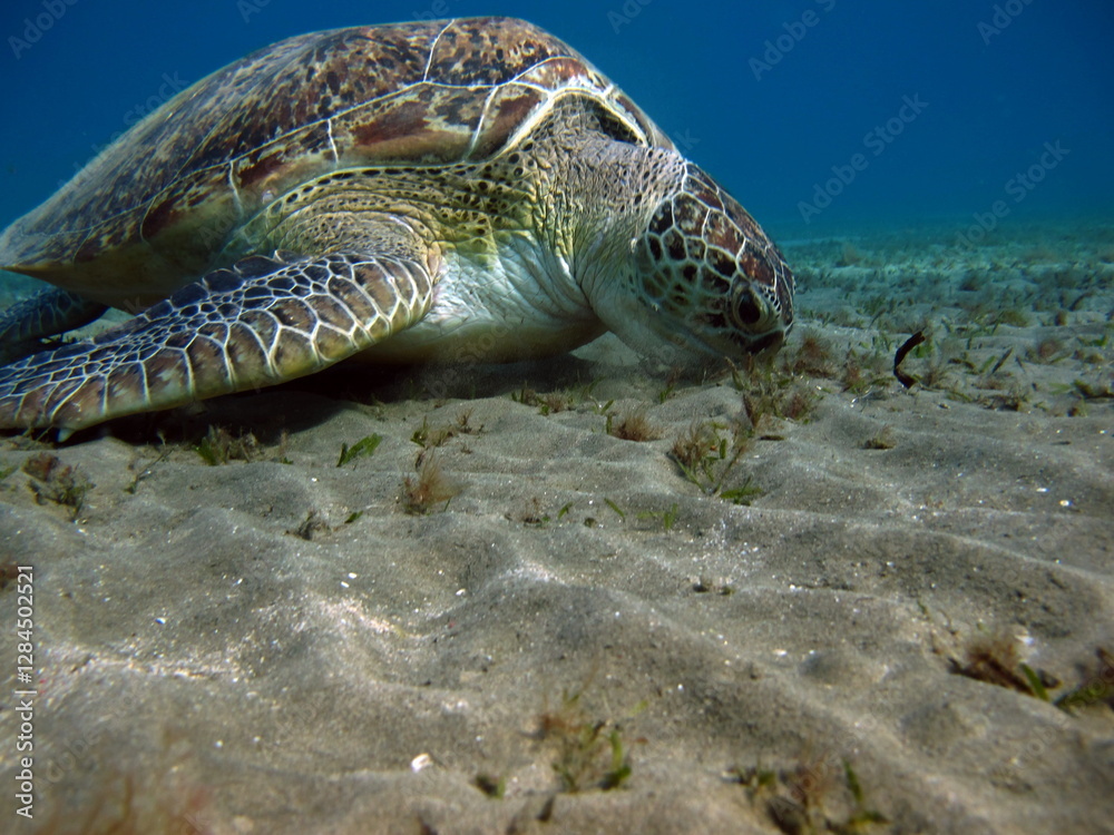 Obraz premium Big Green turtle , Green turtles are the largest of all sea turtles. A typical adult is 3 to 4 feet long and weighs between 300 and 350 pounds.