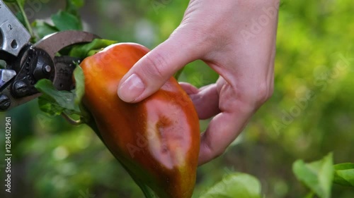 Harvesting sweet peppers. A girl picks sweet peppers from a bush. Autumn harvest