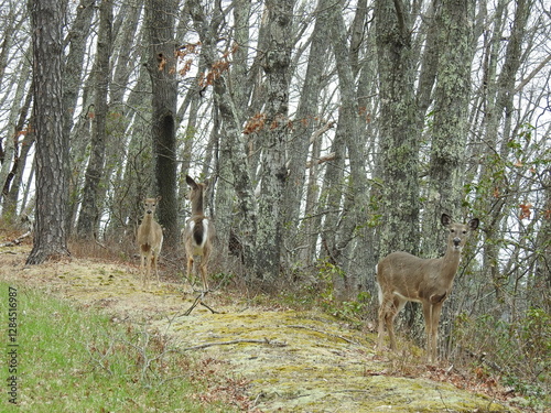 Wallpaper Mural White-tailed deer living within the woodland forest of Shenandoah National Park. Blue Ridge, Appalachian mountains. Torontodigital.ca