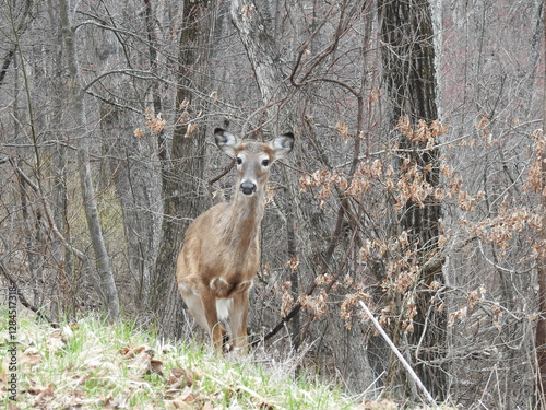 A white-tailed deer, doe, living within the woodland forest of Shenandoah National Park. Blue Ridge, Appalachian mountains, Virginia.