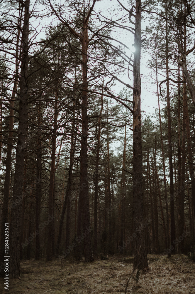 Fototapeta premium trees in the forest. pine forest
