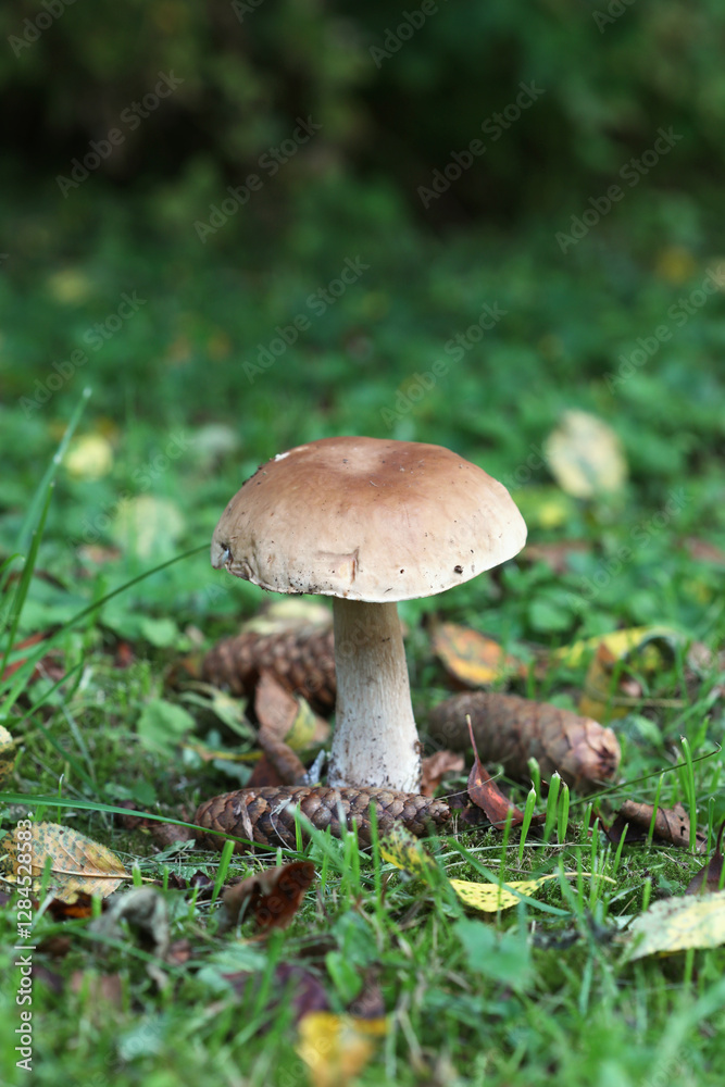 Boletus edulis (king bolete, porcini mushroom) in the forest. Selective focus. Boletus edulis (king bolete, porcini mushroom) in the forest. Selective focus.
