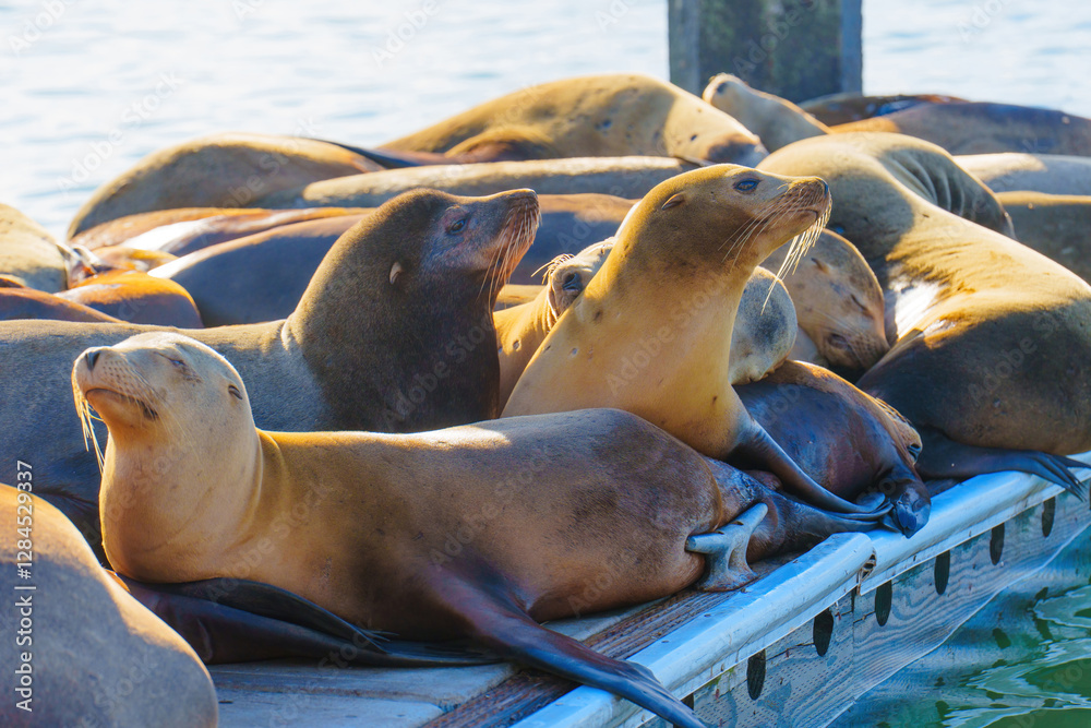Fototapeta premium Sunlit Sea Lions on a Dock in Oceanside