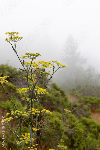 Yellow wildflowers in a foggy, serene natural landscape