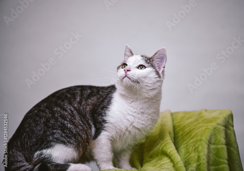 A black and gray cat sits on a light green bedspread and looks up, white background