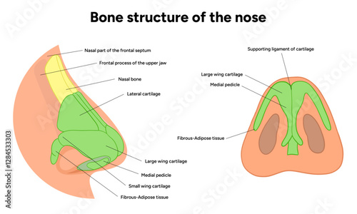 Bone structure of the nose anatomy. Medical diagram infographic Otolaryngology