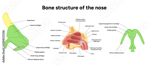 External Bone structure of the nose with internal nose anatomy. Medical diagram infographic Otolaryngology