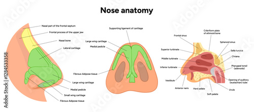 External Bone structure of the nose with internal nose anatomy. Medical diagram infographic Otolaryngology