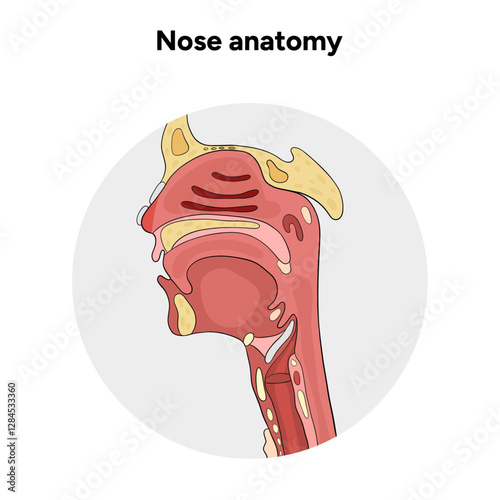 Bone structure of the nose with internal nose anatomy. Medical diagram infographic Otolaryngology