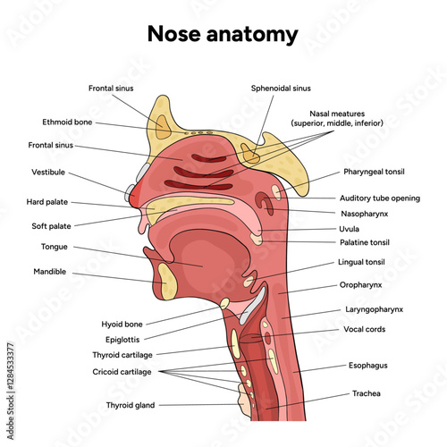 Bone structure of the nose with internal nose anatomy. Medical diagram infographic Otolaryngology