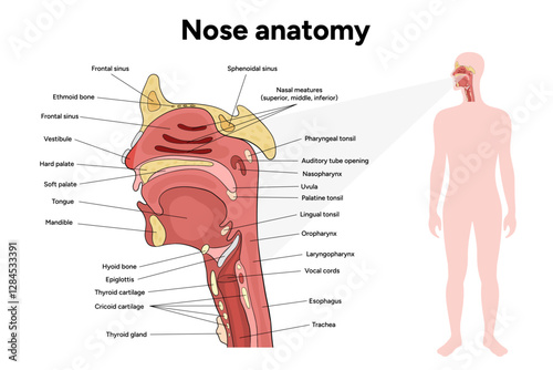 Bone structure of the nose with internal nose anatomy. Medical diagram infographic Otolaryngology