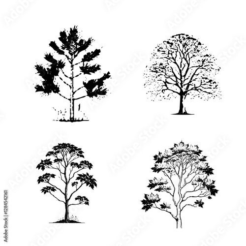 Sycamore (Platanus)
