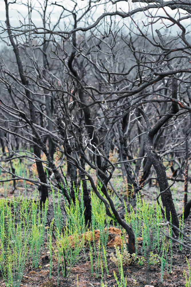 New green plants growing in burned forest showing hope and rebirth after wildfire New green plants growing in burned forest showing hope and rebirth after wildfire