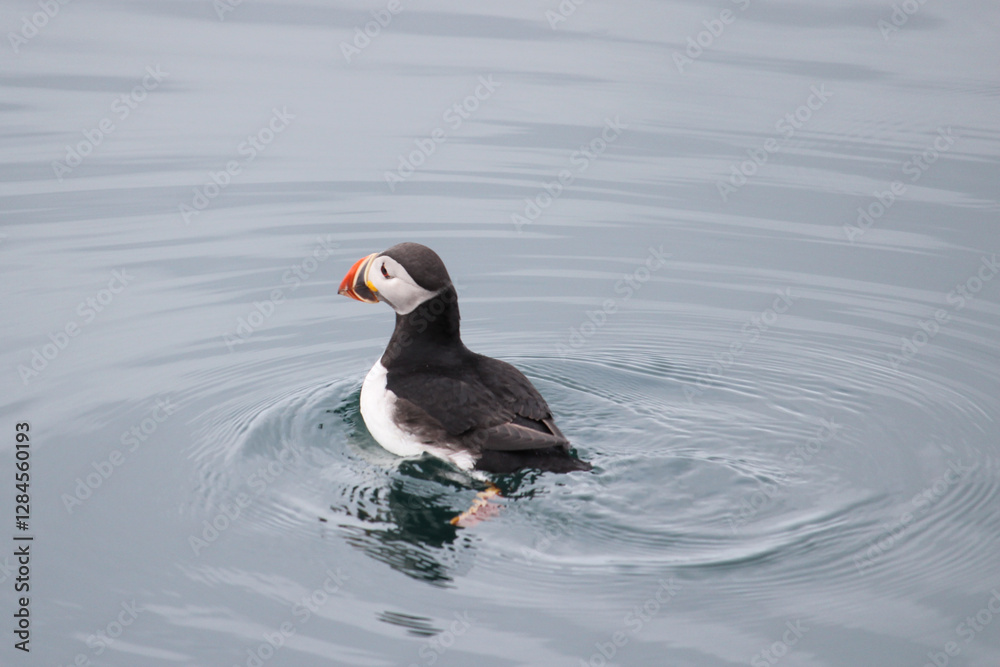 Puffin in the water, Iceland