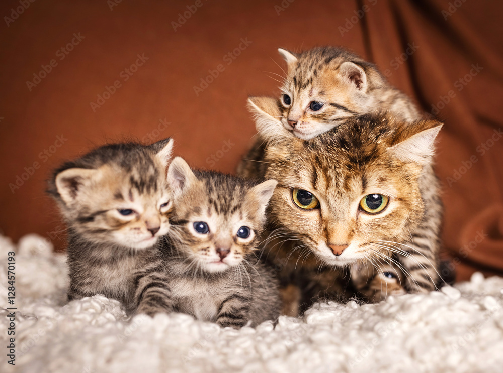 many beautiful british kittens with mother cat together on a brown background. many beautiful british kittens with mother cat together on a brown background.