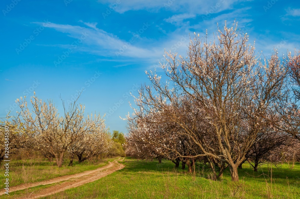 A picturesque dirt road meanders through a vibrant orchard, where trees are adorned with delicate pink and white blossoms under a clear blue sky. A picturesque dirt road meanders through a vibrant orchard, where trees are adorned with delicate pink and white blossoms under a clear blue sky.