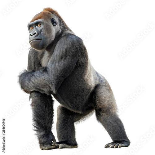 gorilla  animal