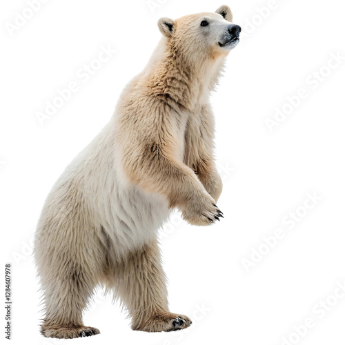 Photography bear animal