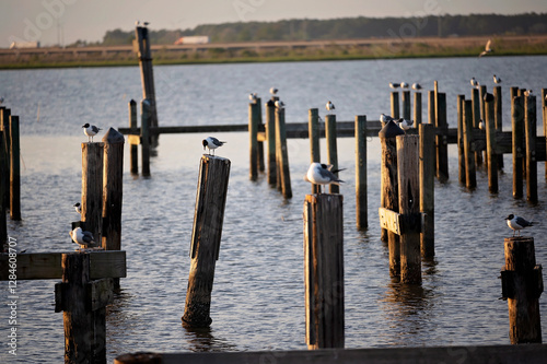 Seagulls perched on weathered wooden posts over calm waterfront