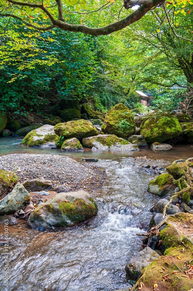 A pristine river flows gently through a vibrant green forest, surrounded by moss-covered rocks and lush vegetation. A pristine river flows gently through a vibrant green forest, surrounded by moss-covered rocks and lush vegetation.