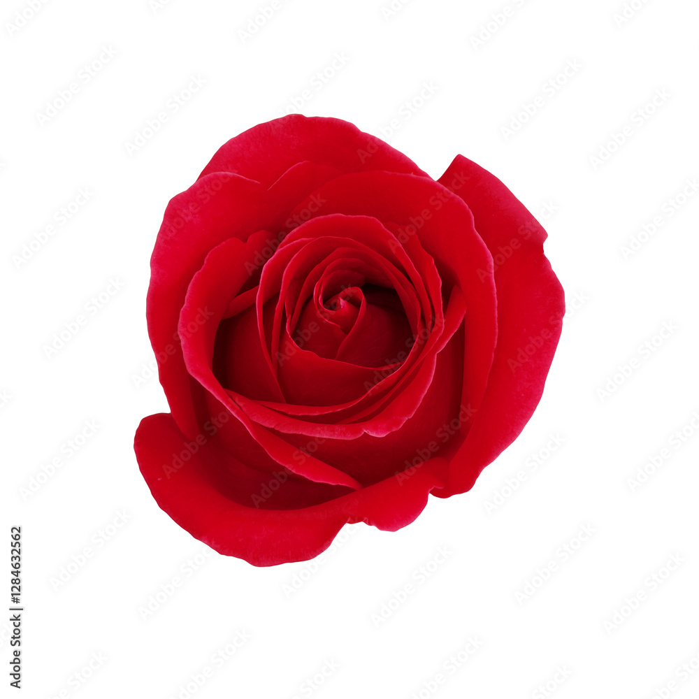 Red rose flower.