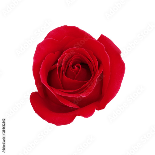 Obraz na płótnie Red rose flower. w salonie