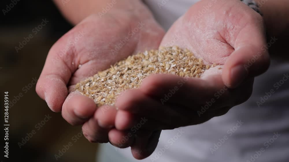 Man holding grains of malt in hands. Man holding grains of malt in hands.
