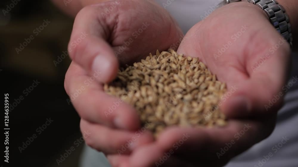 Man holding grains of malt in hands. Man holding grains of malt in hands.