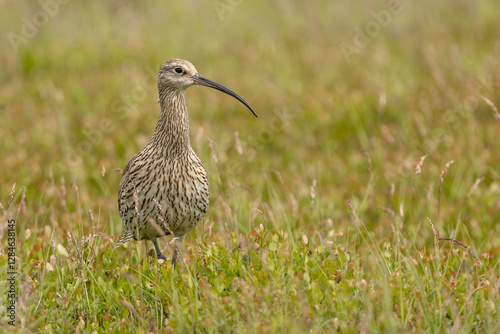 Curlew, Scientific name, Numenius Arquata.   Adult Eurasion Curlew stood on managed grouse moorland in summer, Yorkshire Dales, taken from car window with long lens on beanbag. Horizontal. Copyspace photo