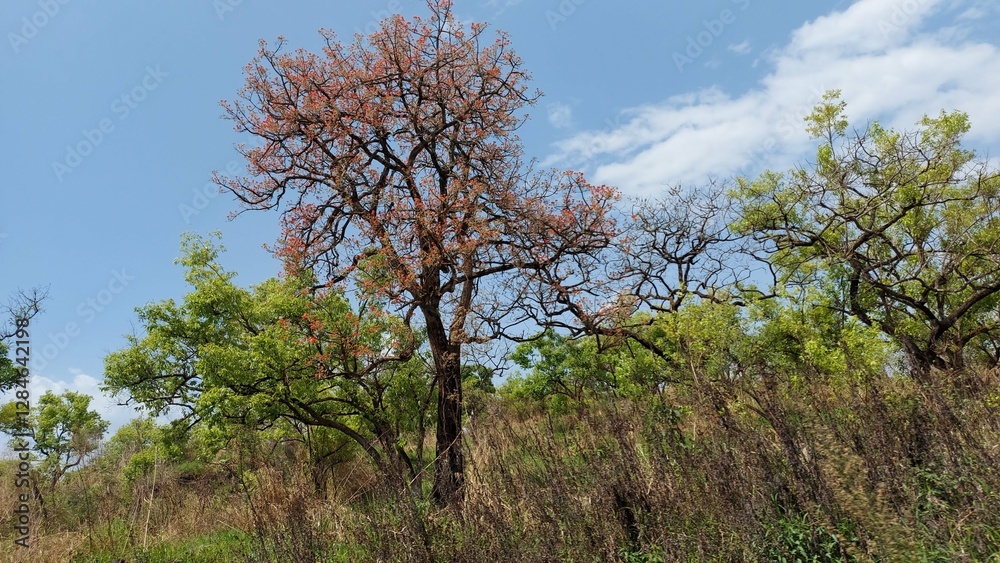 trees in the field