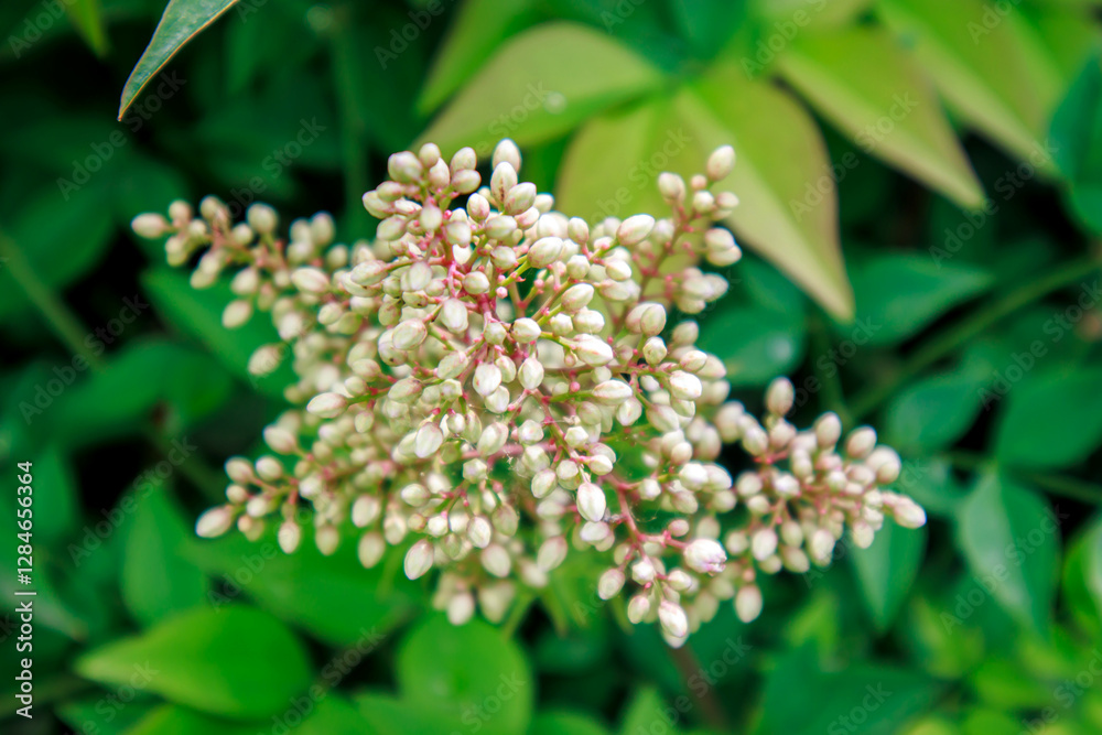 close up view of wild white flowers in the garden close up view of wild white flowers in the garden