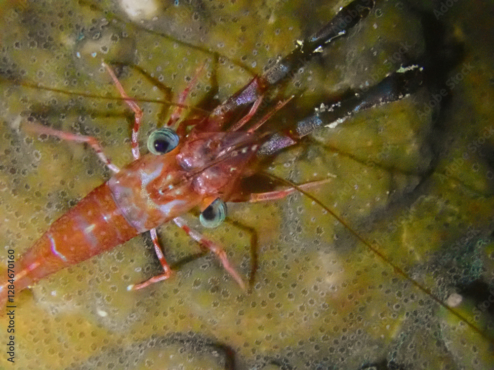A top-down view of a red shrimp. A top-down view of a red shrimp.