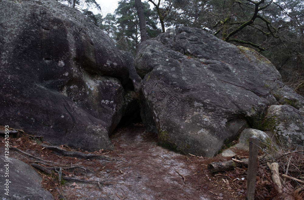 Natural variety found in a rocky forest; the Fontainebleau forest, in France.